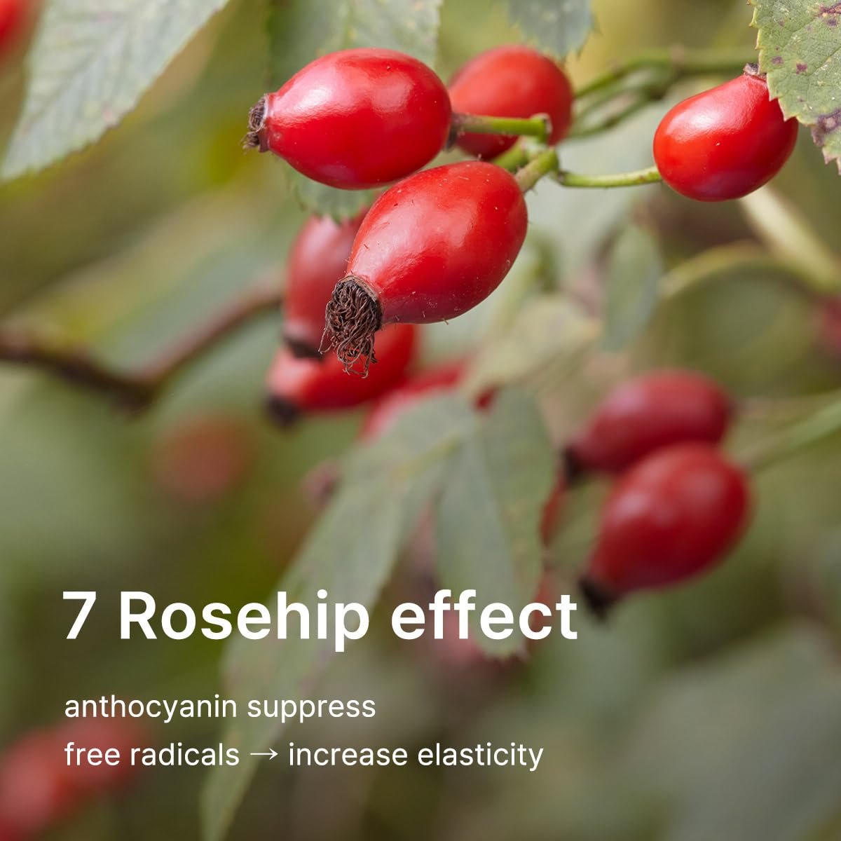 Rosehip Please Youthful Serum