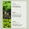Houttuynia Cordata 88 Toner