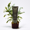 Care Full Body Lotion